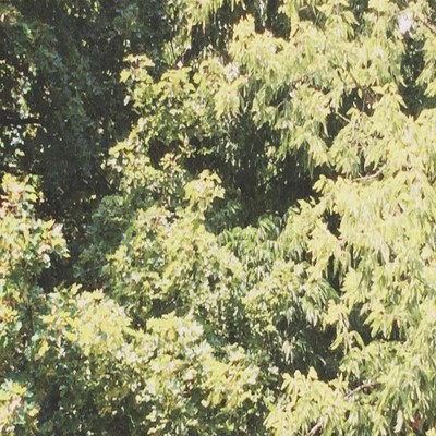 Cover art for Sadness's Circle of Veins (2019), a close-up nature photo of sunlit tree foliage.